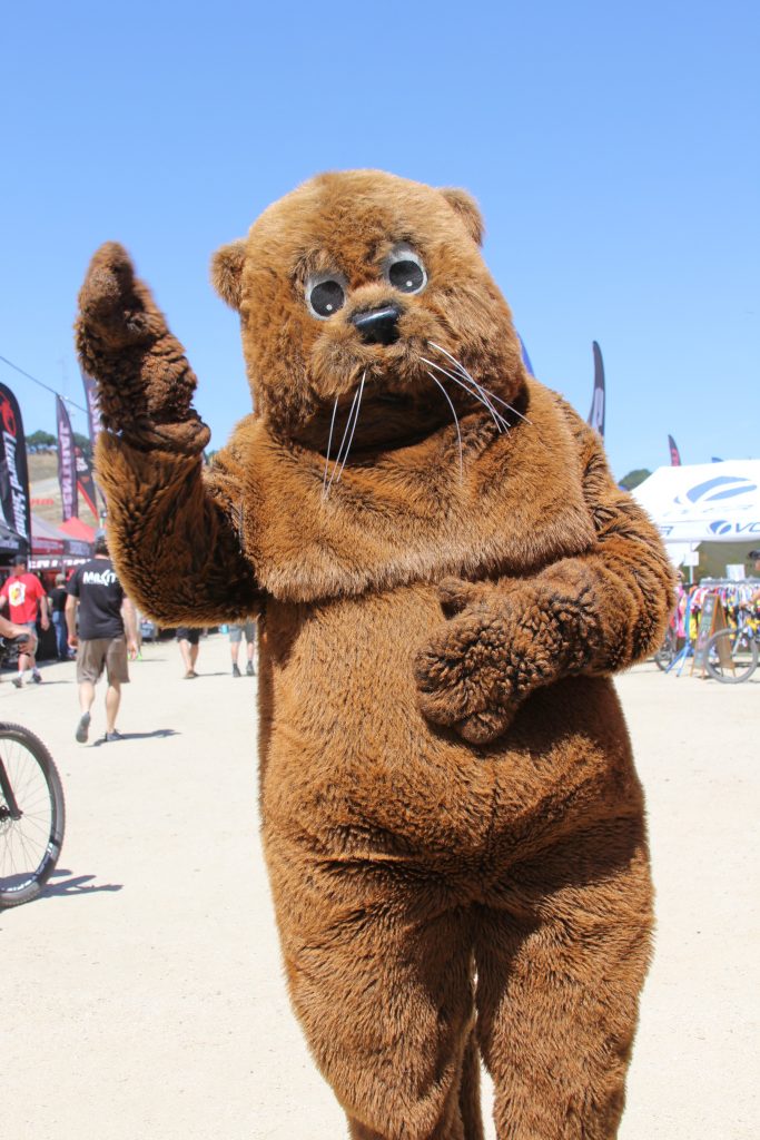 OF COURSE SEA OTTER WOULD NOT BE COMPLETE WITHOUT SEEING THIS FURRY GUY.